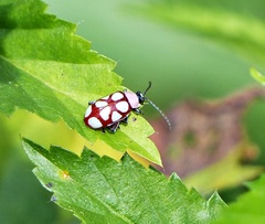 Omophoita magniguttis