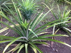 Ananas comosus