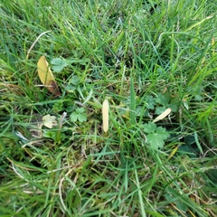 Clavulinopsis helvola