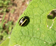 Desmogramma