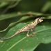 Bighead Anole - Photo (c) aposematic herpetologist, some rights reserved (CC BY-NC)