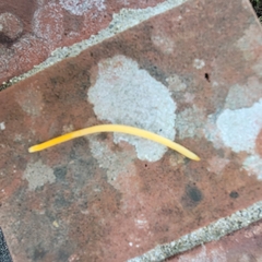 Clavulinopsis helvola