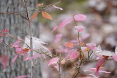 Vaccinium corymbosum