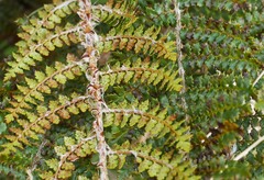 Polystichum vestitum