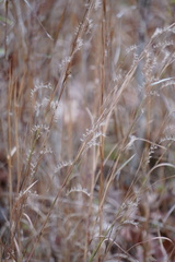 Schizachyrium scoparium