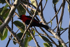 Ramphocelus nigrogularis