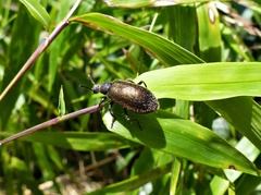 Lagria villosa