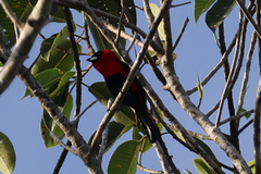 Ramphocelus nigrogularis