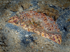 Calappa flammea