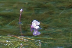 Utricularia resupinata