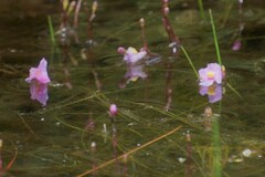Utricularia resupinata