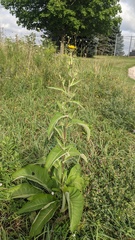 Inula helenium