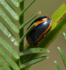 Calomela curtisi