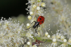 Pelonides quadripunctata