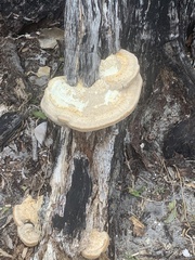 Ganoderma zonatum