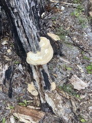 Ganoderma zonatum