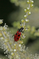 Pelonides quadripunctata