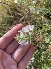 Symphyotrichum ericoides ericoides