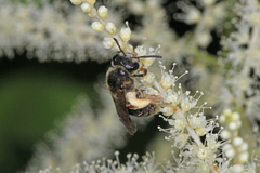 Andrena