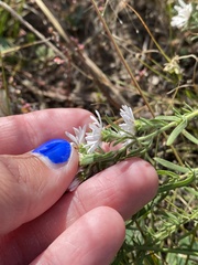 Symphyotrichum ericoides ericoides