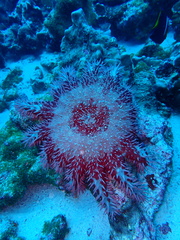 Acanthaster planci