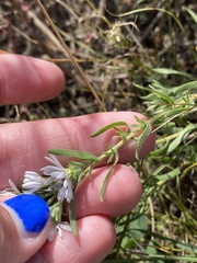 Symphyotrichum ericoides ericoides