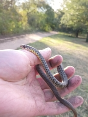 Coluber constrictor flaviventris