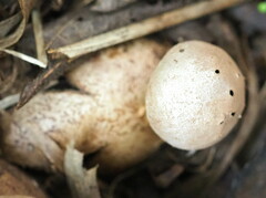 Myriostoma coliforme