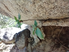 Ficus petiolaris palmeri