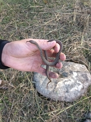 Coluber constrictor flaviventris