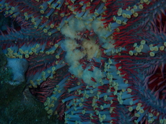 Acanthaster planci