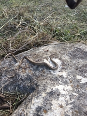 Coluber constrictor flaviventris