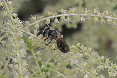 Andrena