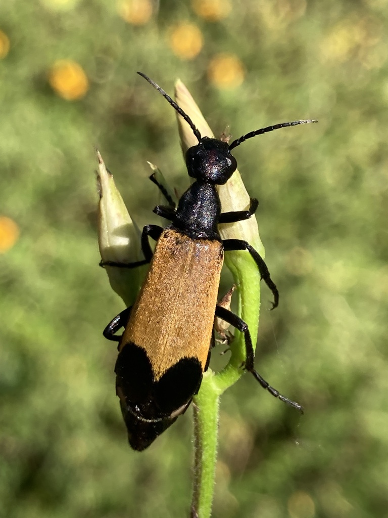 Epicauta terminata