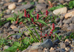 Persicaria lapathifolia