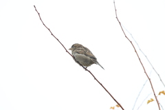 Passer domesticus