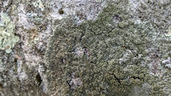 Phaeophyscia rubropulchra