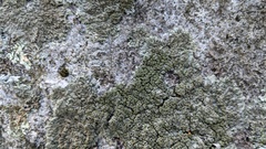 Phaeophyscia rubropulchra