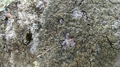 Phaeophyscia rubropulchra