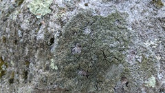 Phaeophyscia rubropulchra