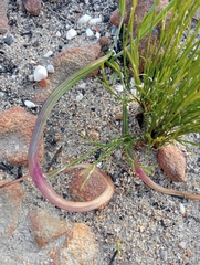 Codonorhiza micrantha