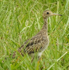Bartramia longicauda