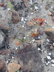 Codonorhiza micrantha