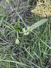 Albuca virens virens