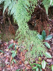 Lycopodiales