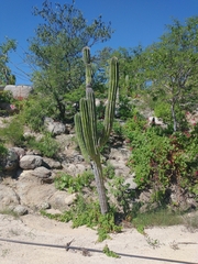 Pachycereus pecten-aboriginum