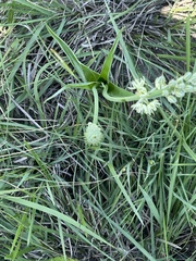 Albuca virens virens