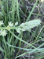 Albuca virens virens