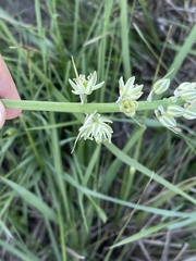Albuca virens virens