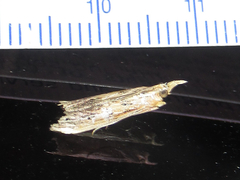 Ancylostomia stercorea